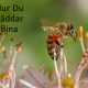 Bi och blommor med texten: Hur Du Räddar Bina