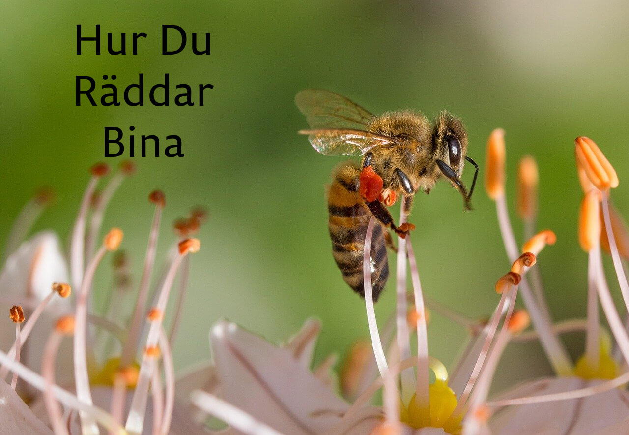 Bi och blommor med texten: Hur Du Räddar Bina